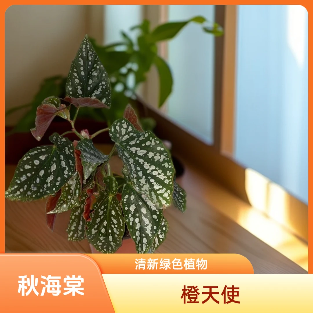 橙天使 秋海棠 一颗包邮无售后 完美主义者勿拍