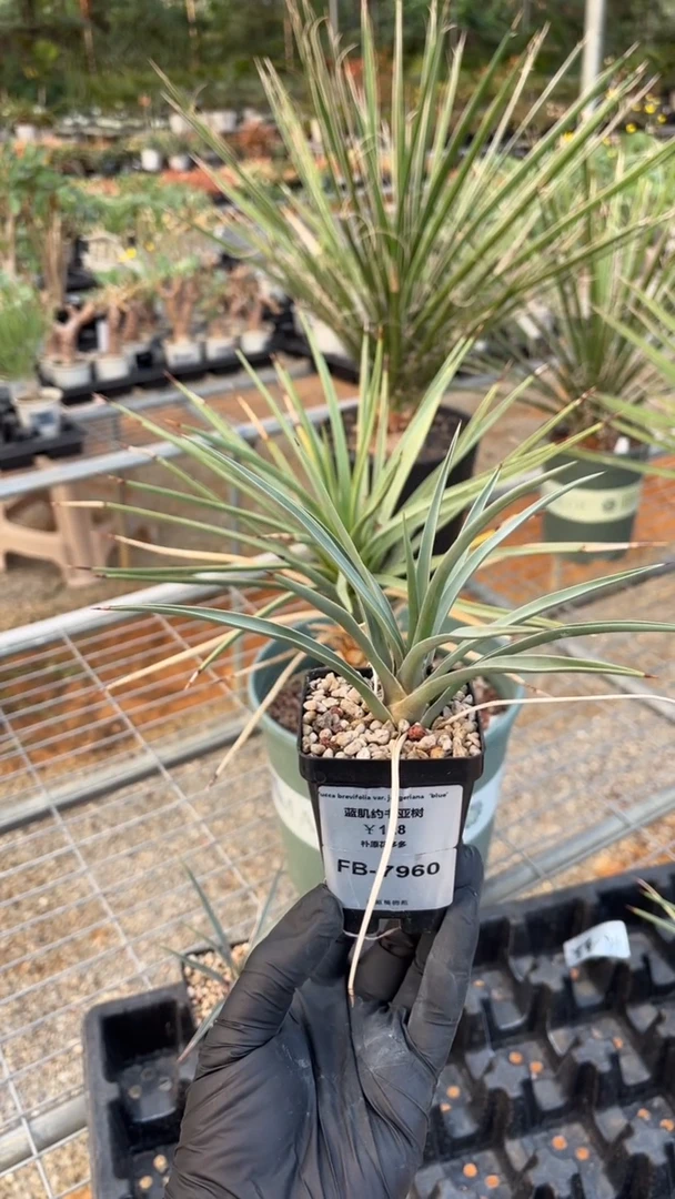 蓝肌约书亚树FB-7960