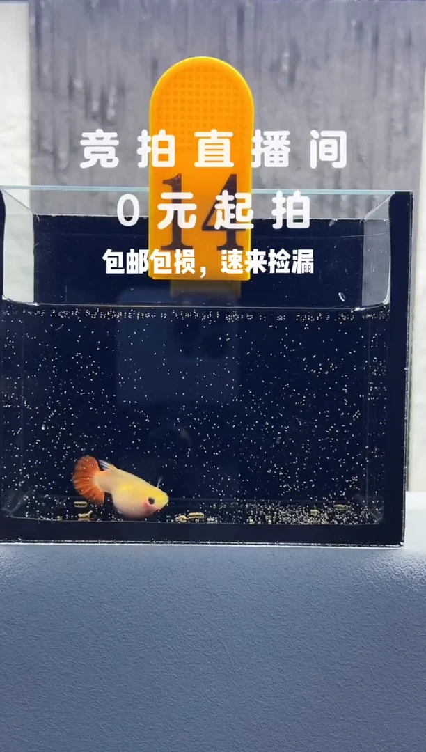 孔雀鱼红礼服玻璃猫母鱼大怀孕母编号14