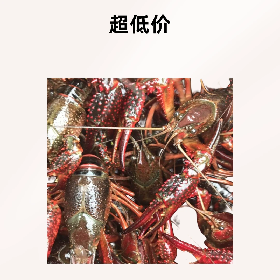鲜活小龙虾3456中虾3斤【虾死亡超过5只按只数赔】尾季虾规格会偏小1-2克介意的勿拍海鲜小龙虾鲜活