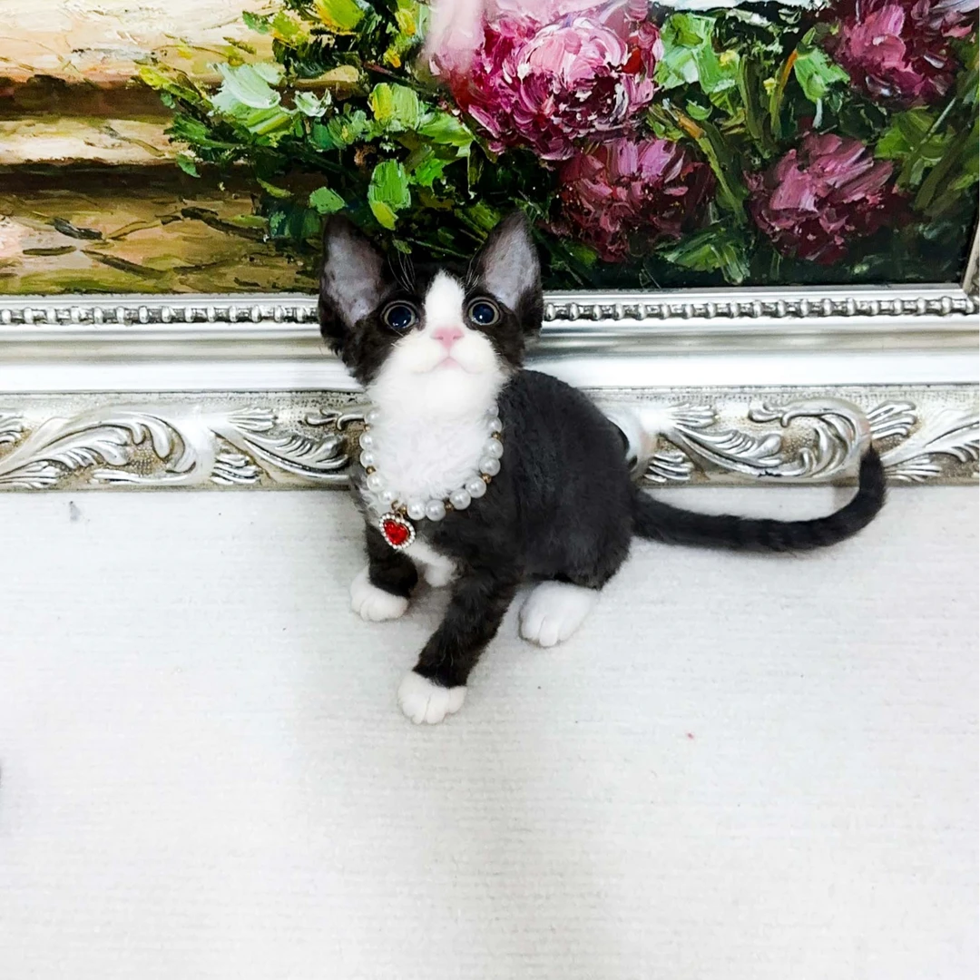 黑白德文卷毛猫妹妹   一针疫苗    15800