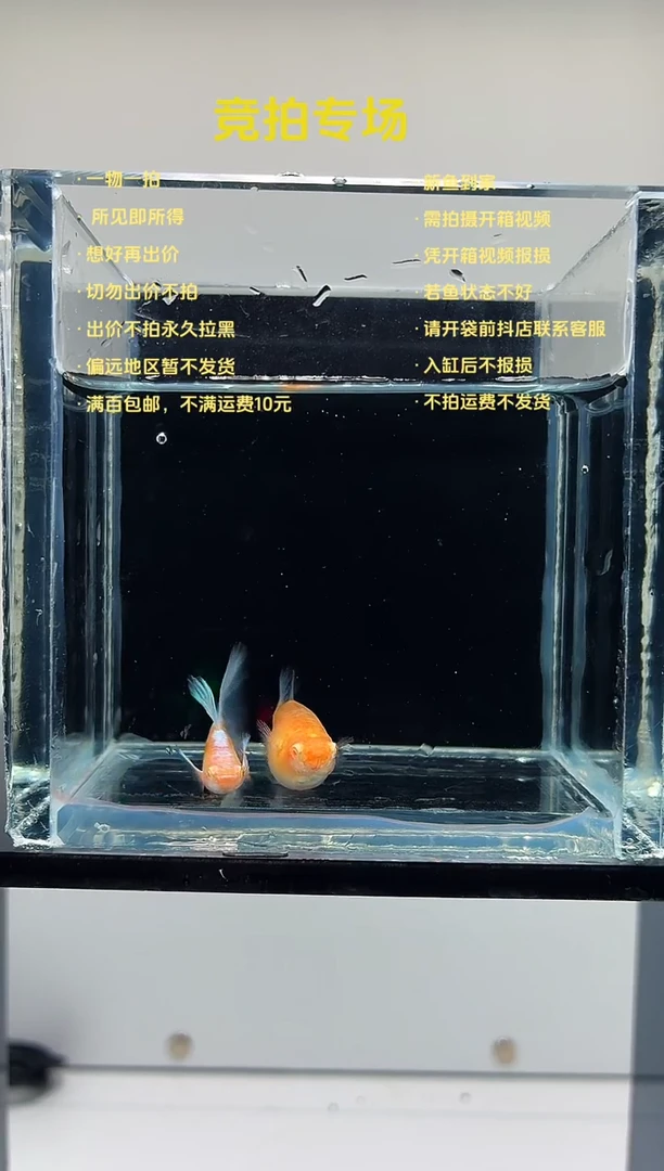 蓝白欧翼一对-27