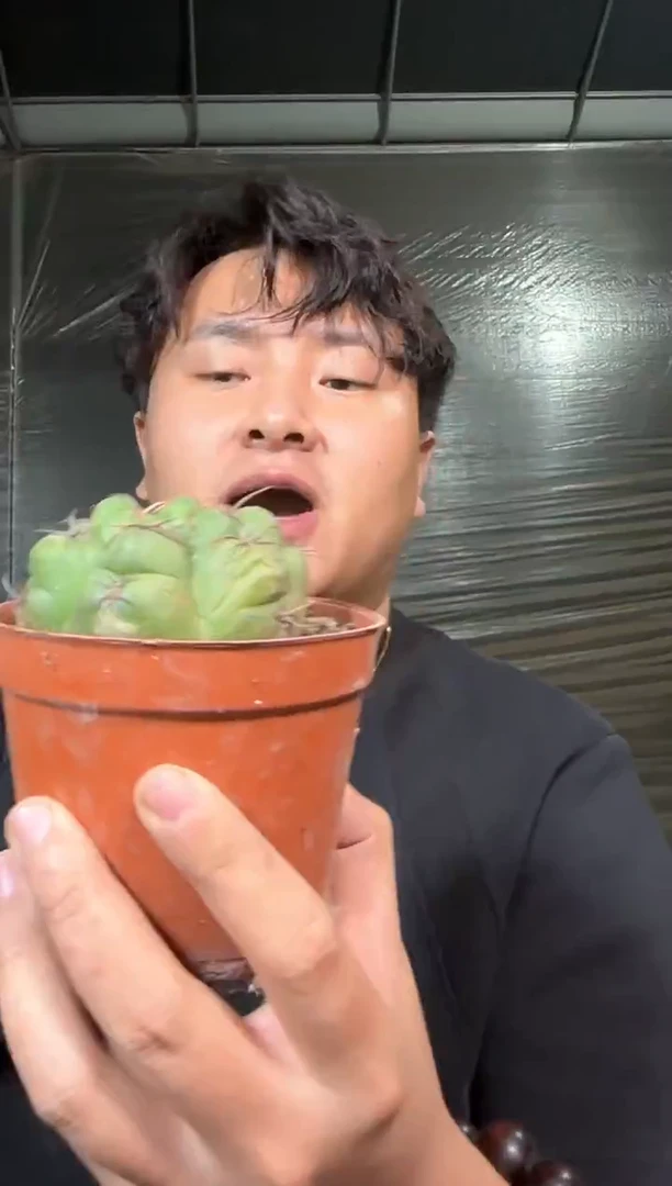 5-8cm 美花海王【带根】