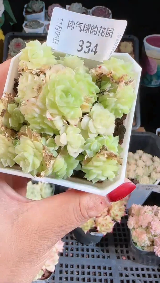 1109-334麦秆群不包整