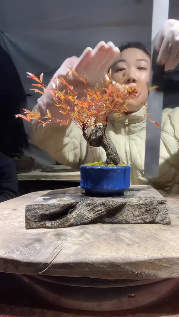 无花朵老桩盆景 南天竹一物一拍