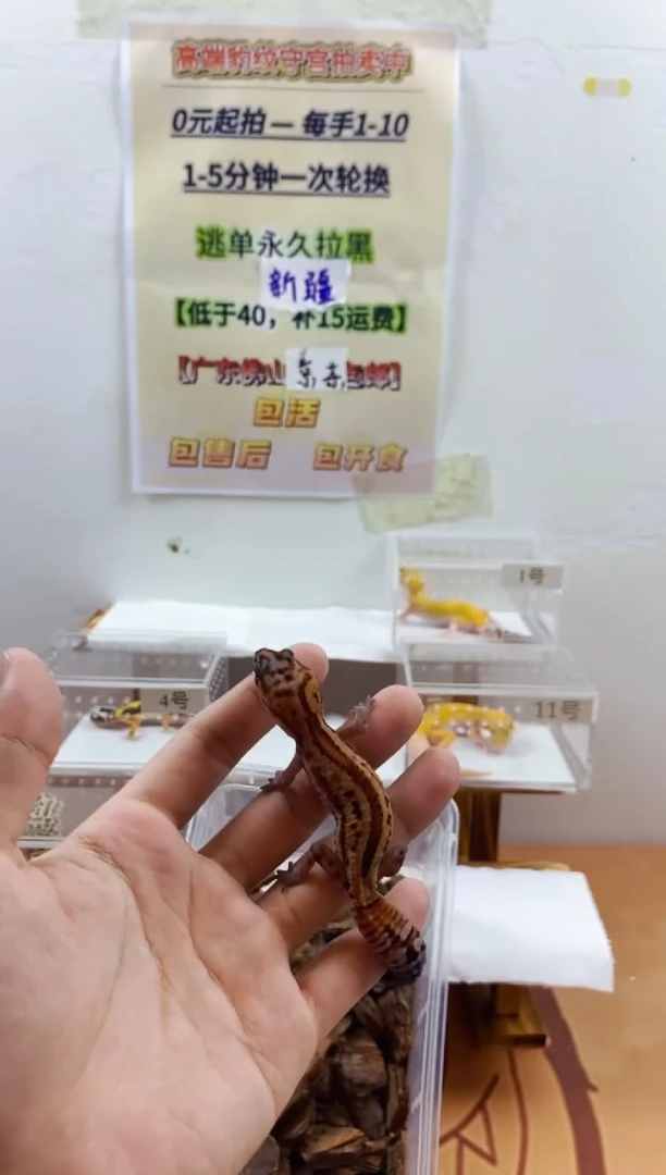 豹纹守宫豹纹守宫幼苗亚成体成体肥尾