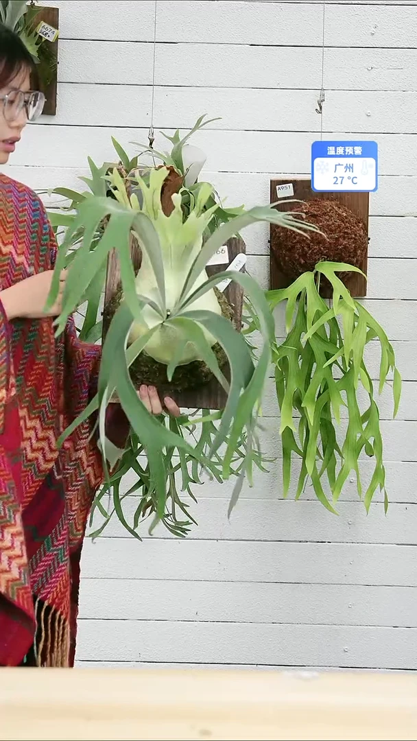 完全开放A466 哇哇树AR1交小皇冠