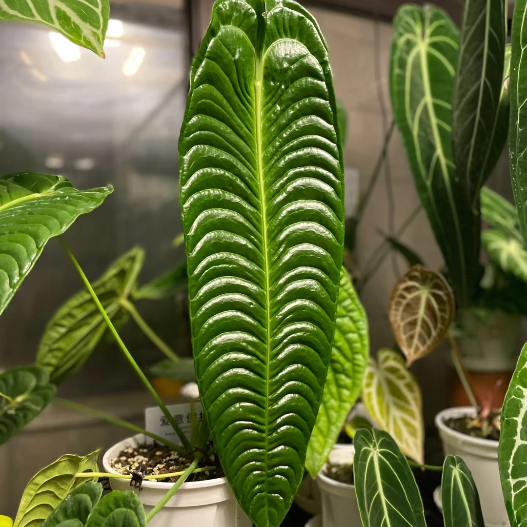 火鹤王花烛Anthurium veitchii国王花烛观叶热带植物