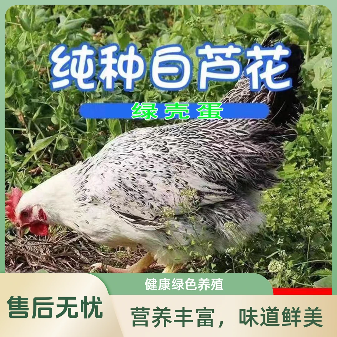 宠物鸡白芦花（3斤以上发货）