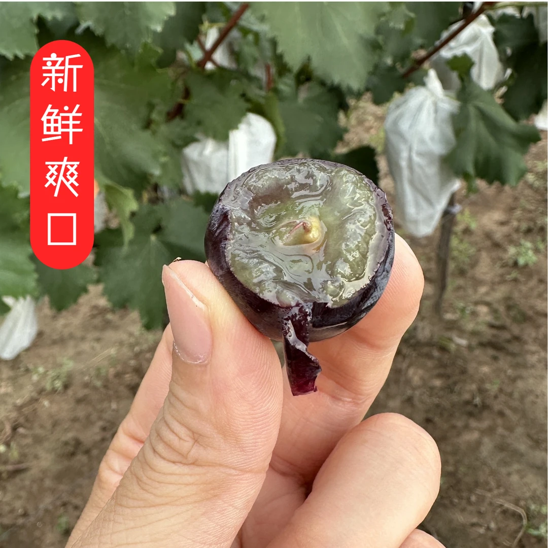【顺丰冷链】陕西特产户太八号葡萄当季新鲜水果3斤装5斤装（次日达）