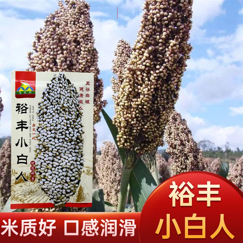 矮杆小白人高梁种子食用矮高粱种子白高梁种子高产春播白高粱种子