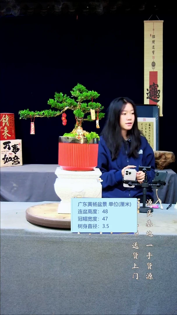 【闪购商品】黄杨盆景黄杨盆景