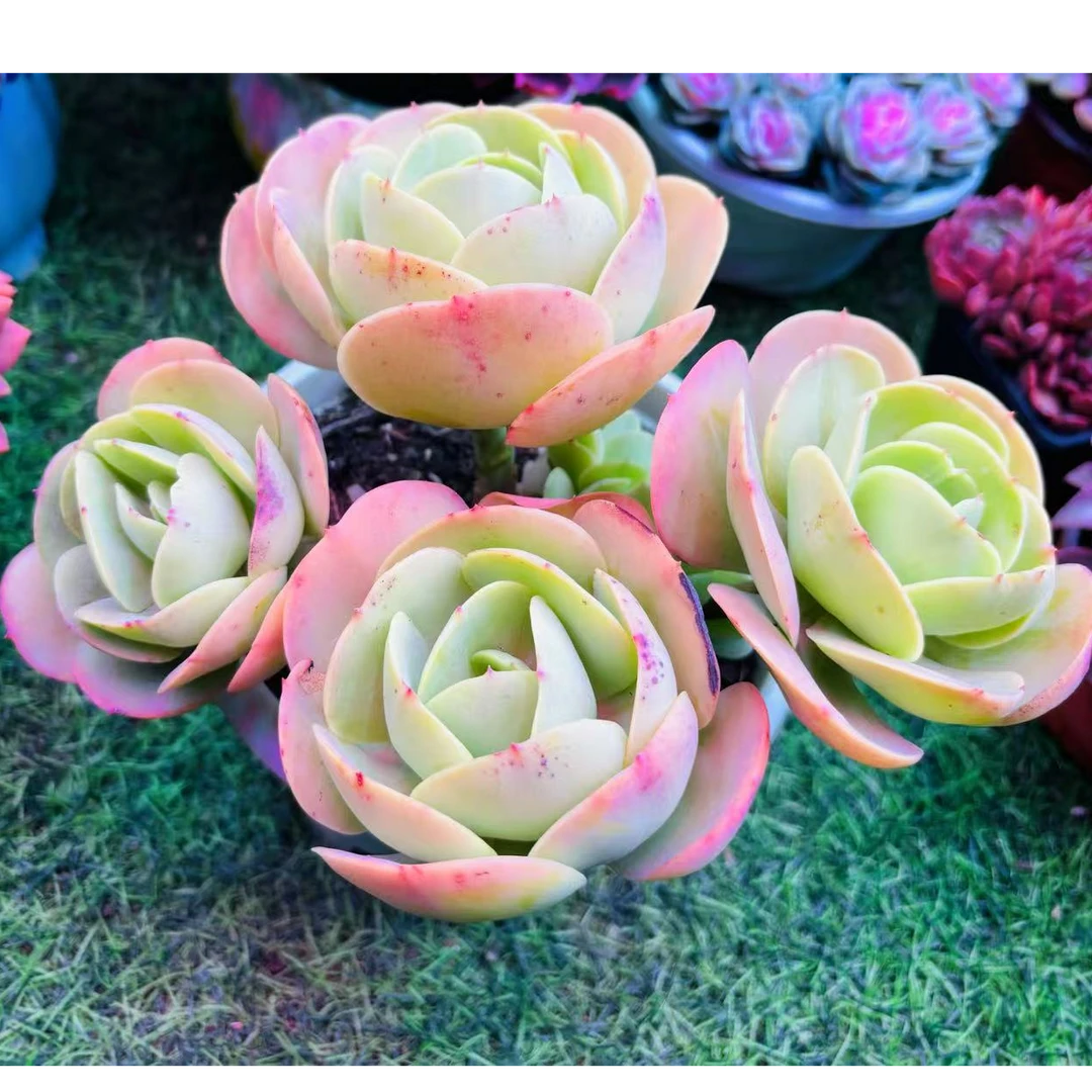 【精控多头碧桃】多肉植物  以直播间展示为准  满2单包邮3单送1