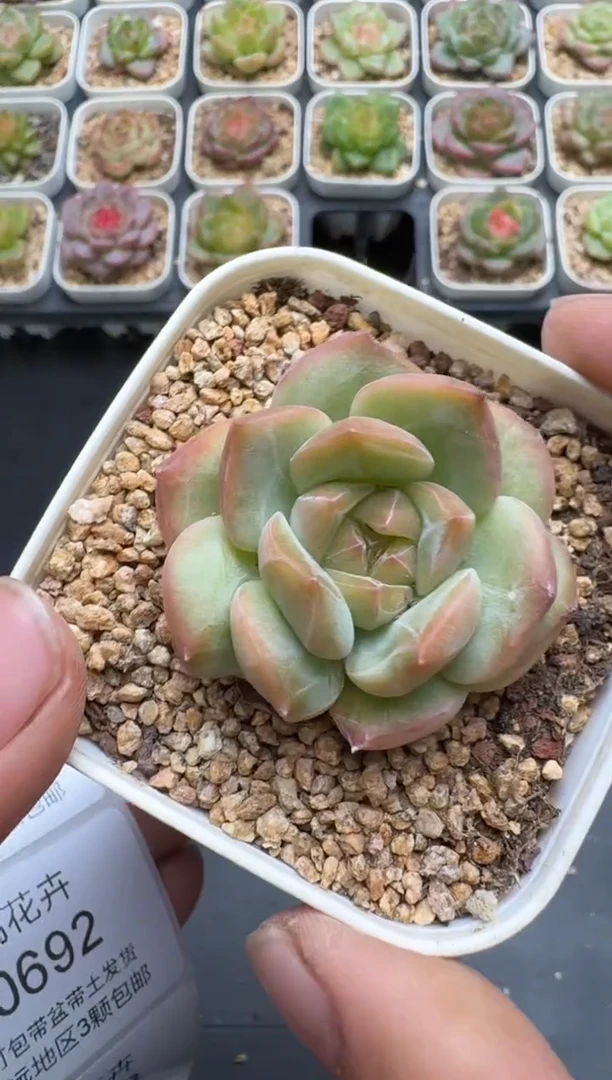 690E云禹多肉植物 带盆土纸巾打包 3颗包邮