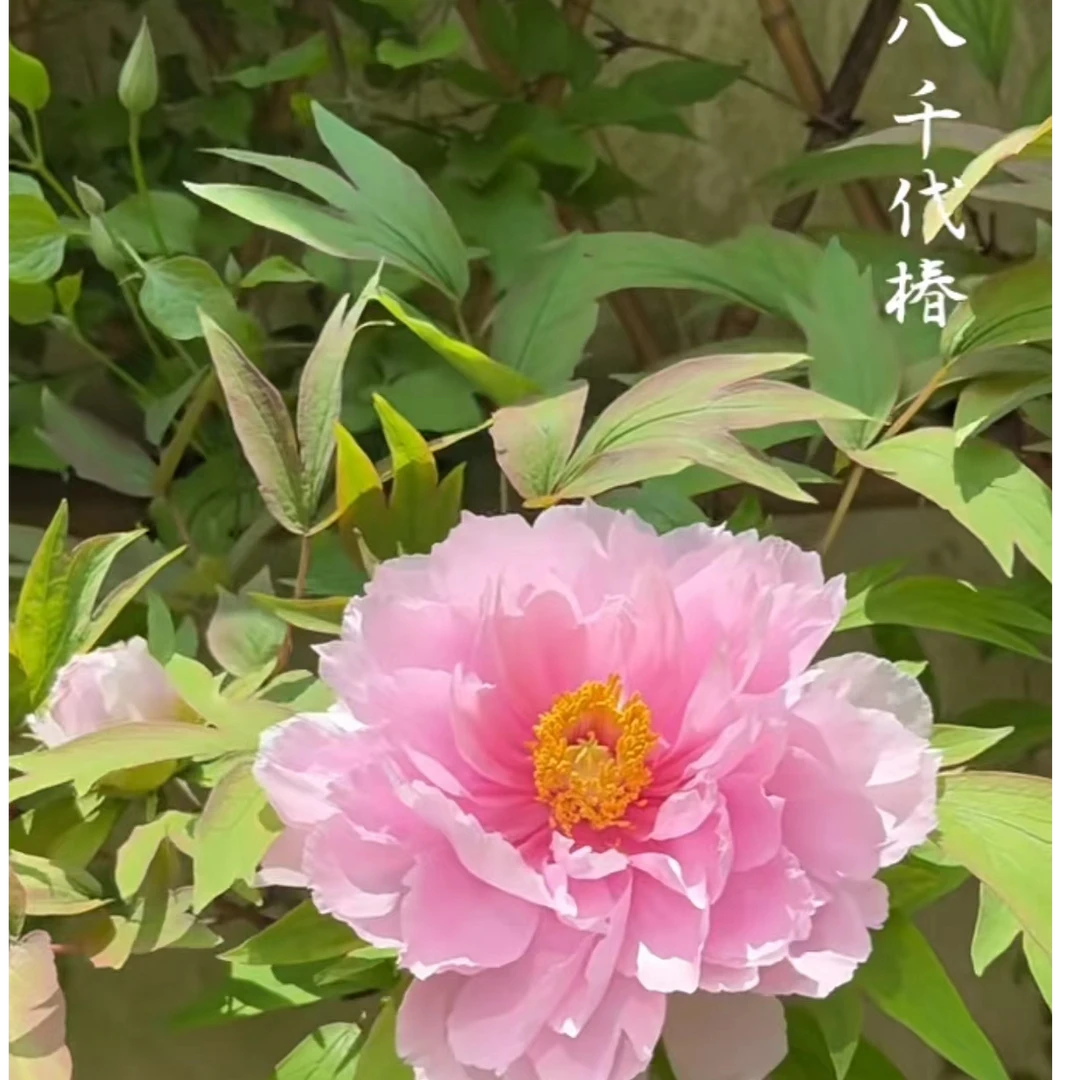 盆栽牡丹【八仟】基地直发