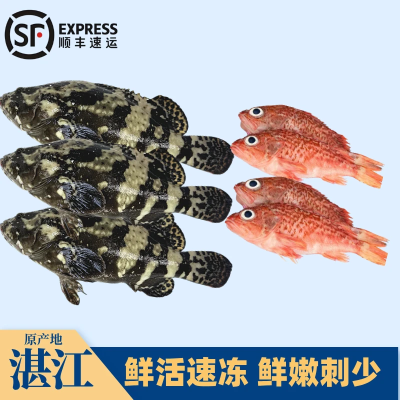 【3+2组合装】石斑鱼+石九公鱼广东湛江海鲜活鱼现冻