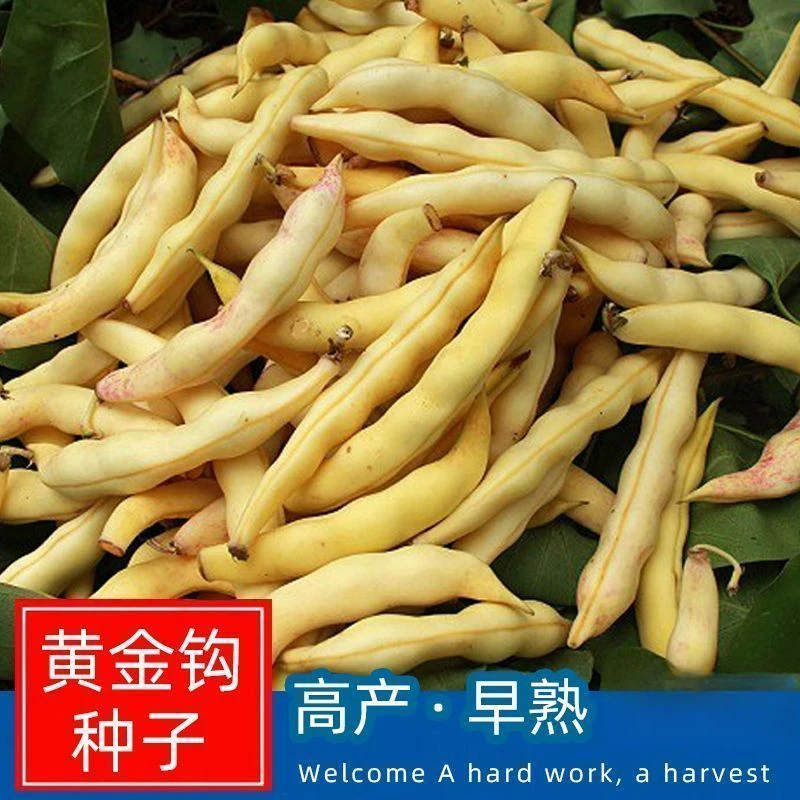 春播】黄金钩架豆种子黄金勾东北油豆角籽无筋无柴黄色早熟高产蔬