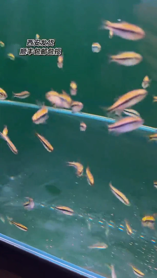 金鱼雨*上野黄粉3包