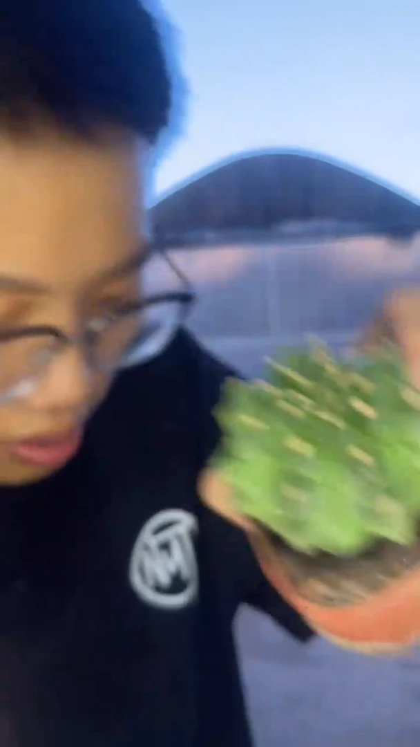 米哈 石化【带根】