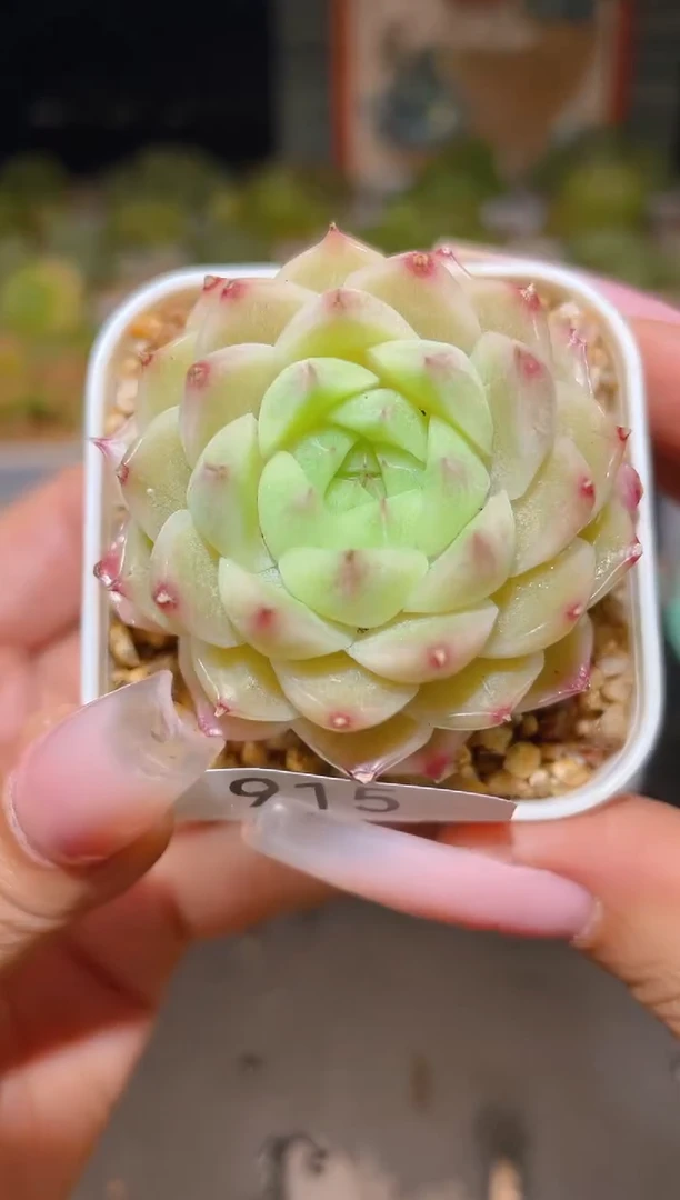 915梨白一物一拍