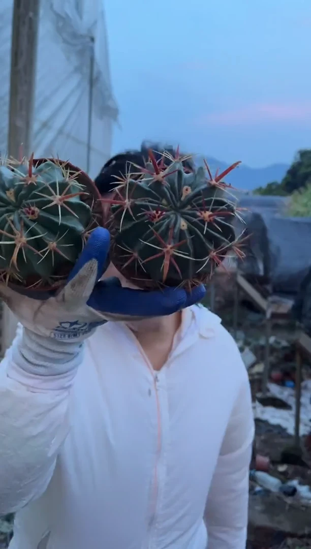 实生根日出6cm+ 2颗9.99