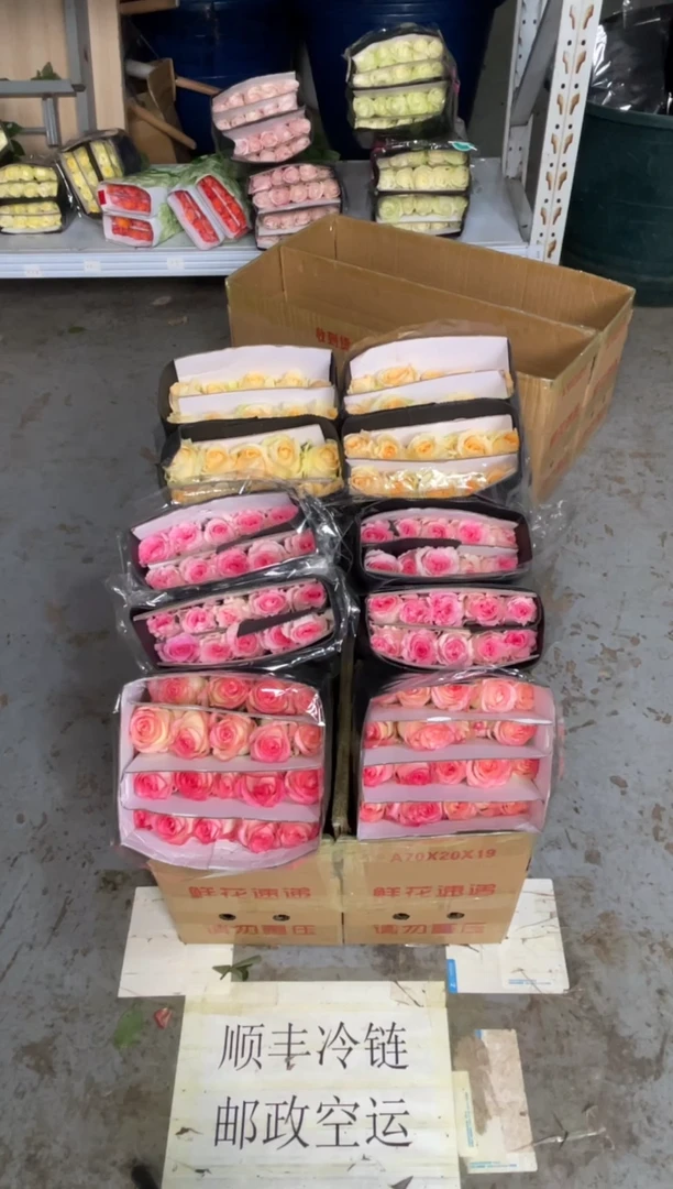 艾沙20枝+洛神20枝+香槟20枝