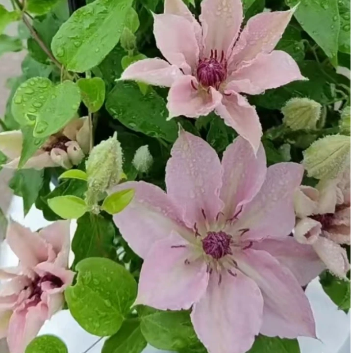 铁线莲  米纳贝尔  大道系粉色系 可做垂吊 南北方耐寒耐热种植