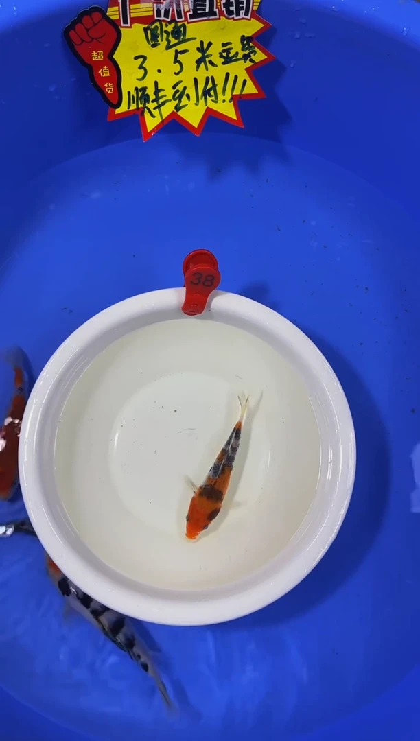 锦鲤活体二号链接