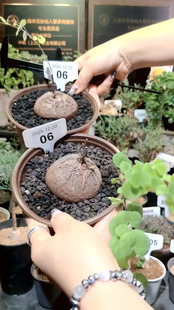 6号1220福利南非龟甲龙买1送1