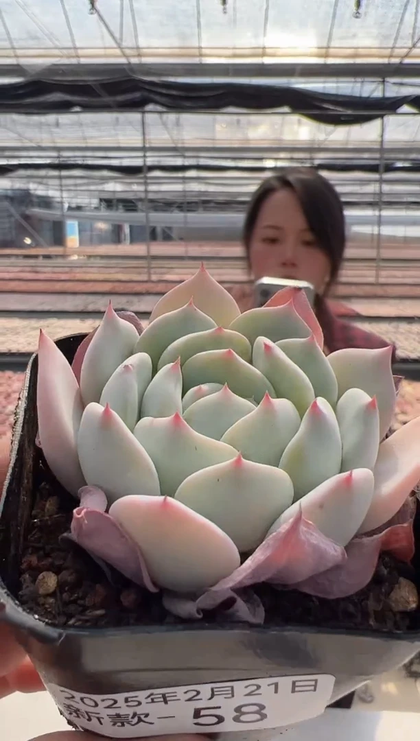 【闪购商品】新款多肉-58