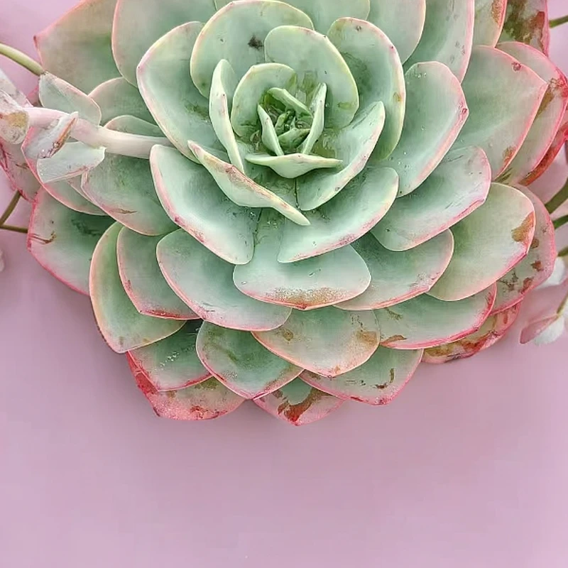 精品单头血凤新手必拍 好看好养 多肉植物云南昆明发货精品多肉