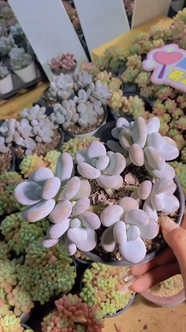 A121-奶酪群脱土发（量拍）