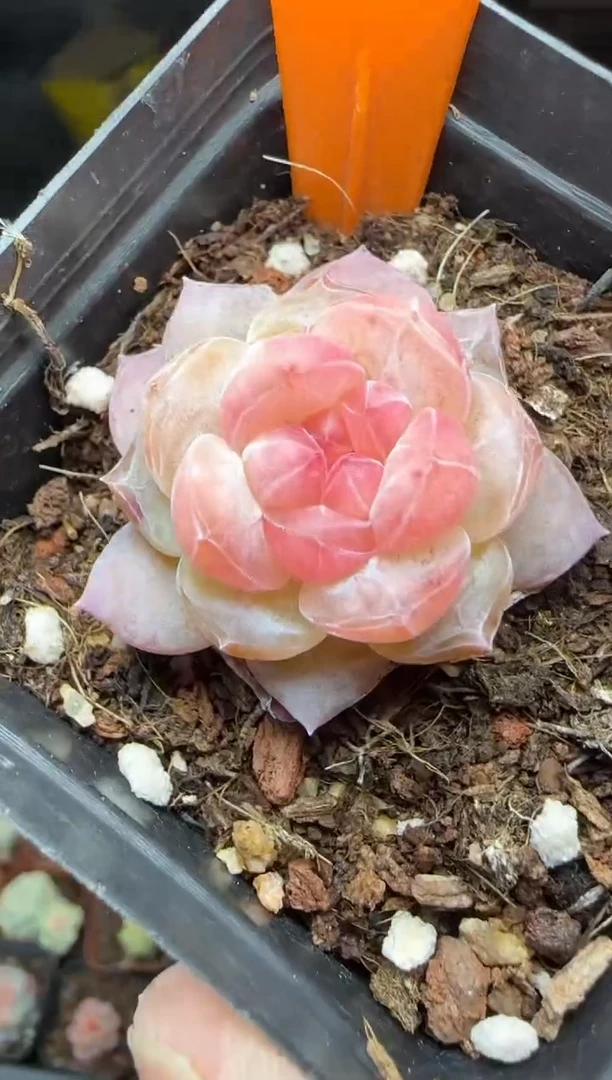 【闪购商品】一物一拍0210—235