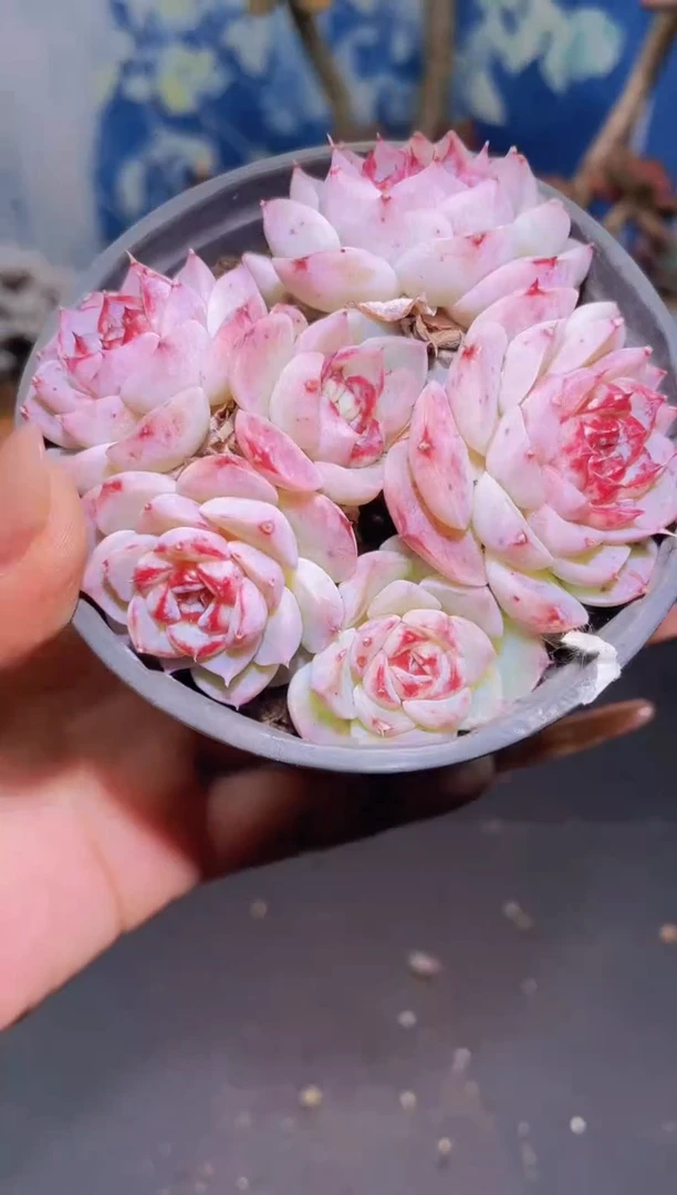 【闪购商品】898天鹅绒多肉