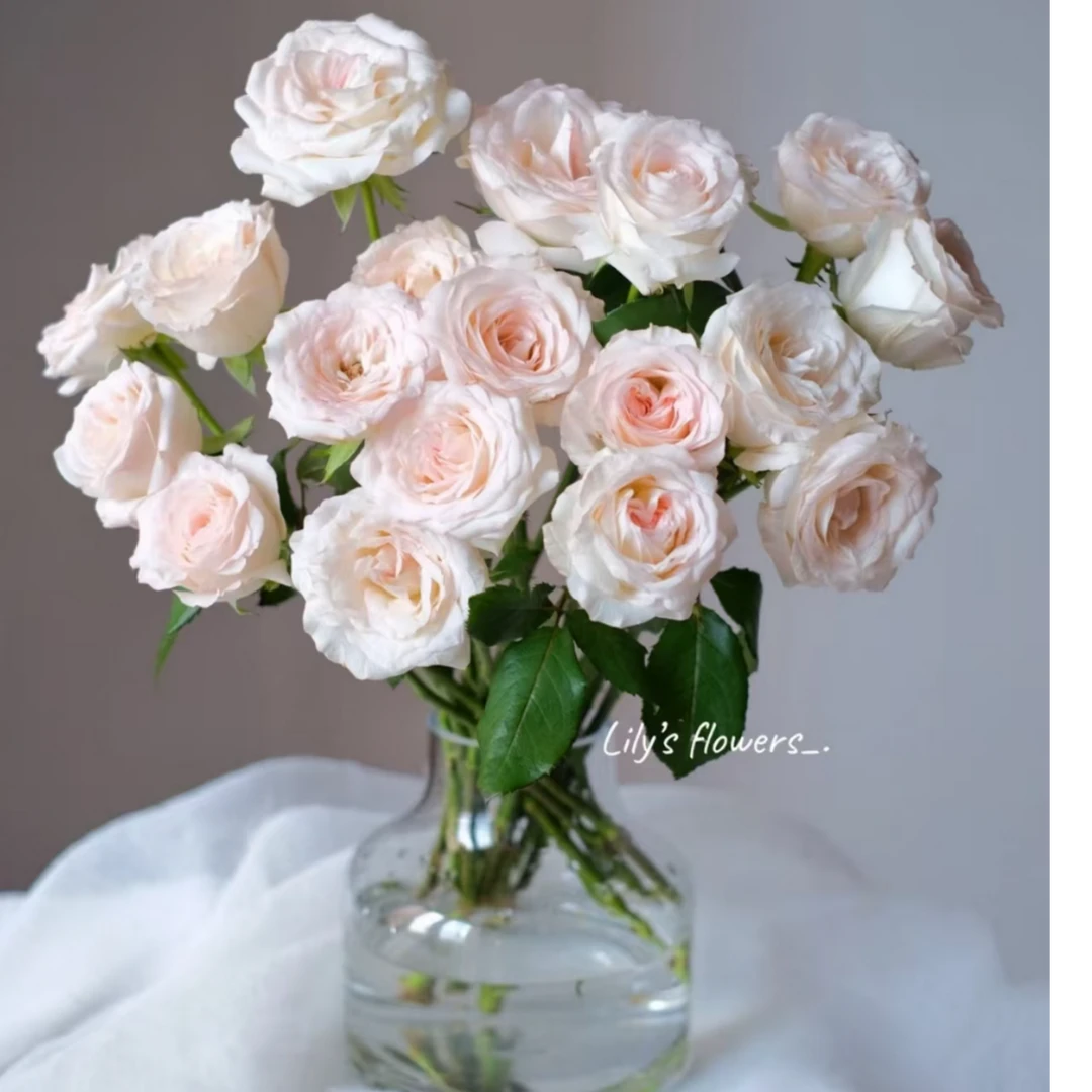 小白兔玫瑰/小花（收到第一时间醒花//花期长/任意两单升级快递)