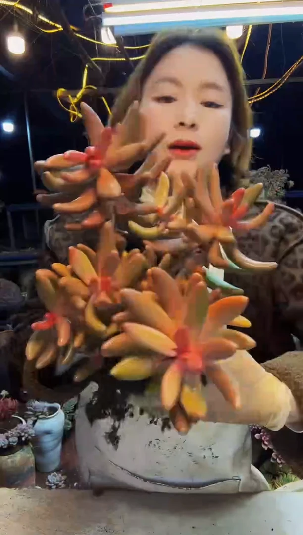 红手指老桩脱土包邮