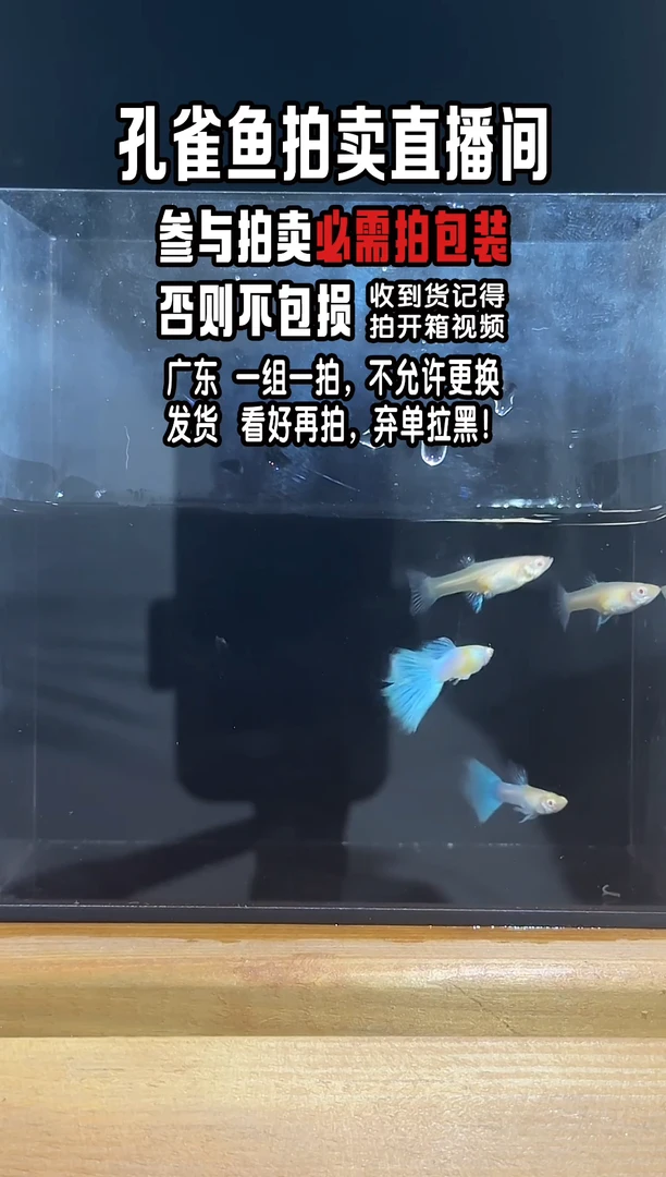 孔雀鱼天空蓝2对