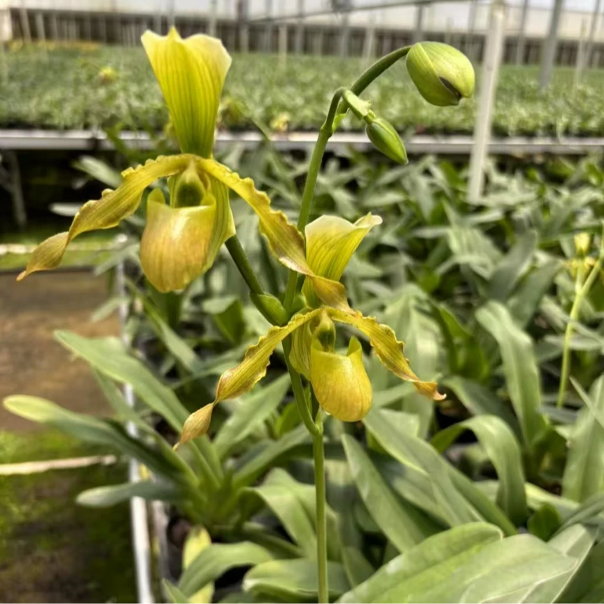 人工种植长瓣x报春兜兰盆栽顺丰包邮植迷不误贵州基地直发