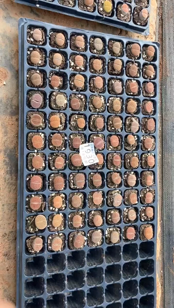 1930特价富贵玉有瑕疵发货7颗量拍