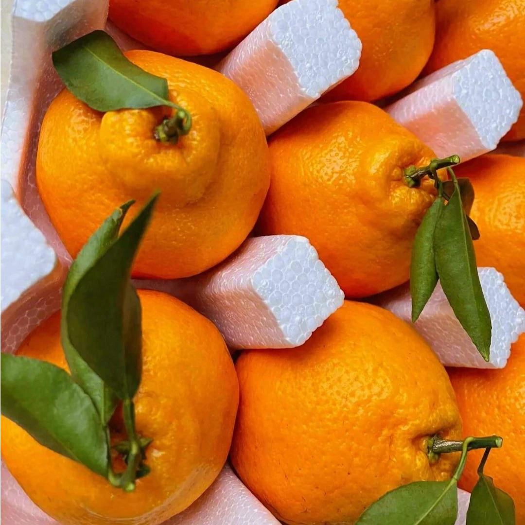 正宗四川春见耙耙柑现摘发货新鲜时令水果应季爆浆丑橘礼盒装包邮