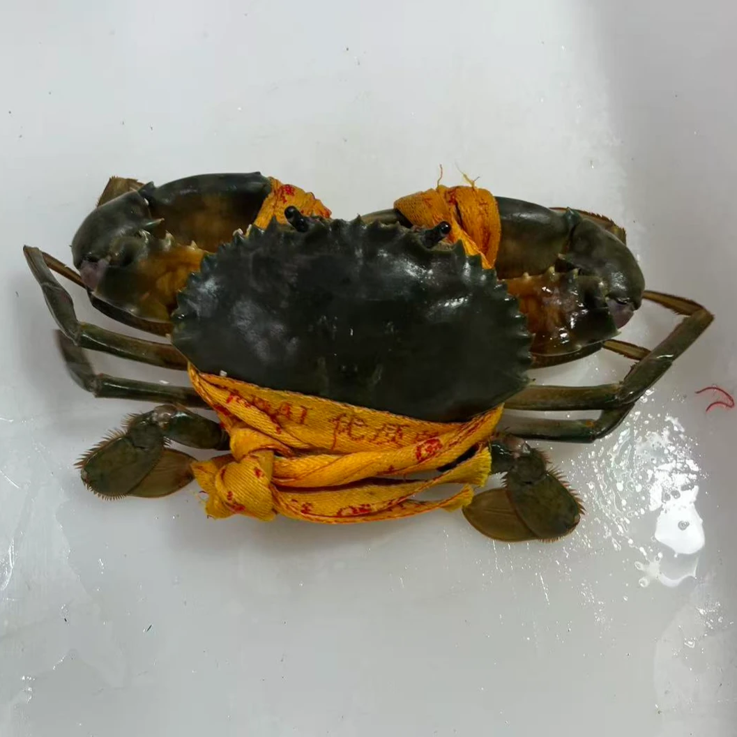 鲜活江苏红鲟(2只1.5斤以上)(勿放冰箱!)同城海鲜小时达