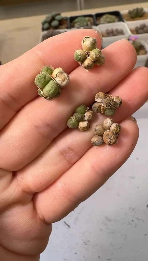 24-8多肉植物肉锥