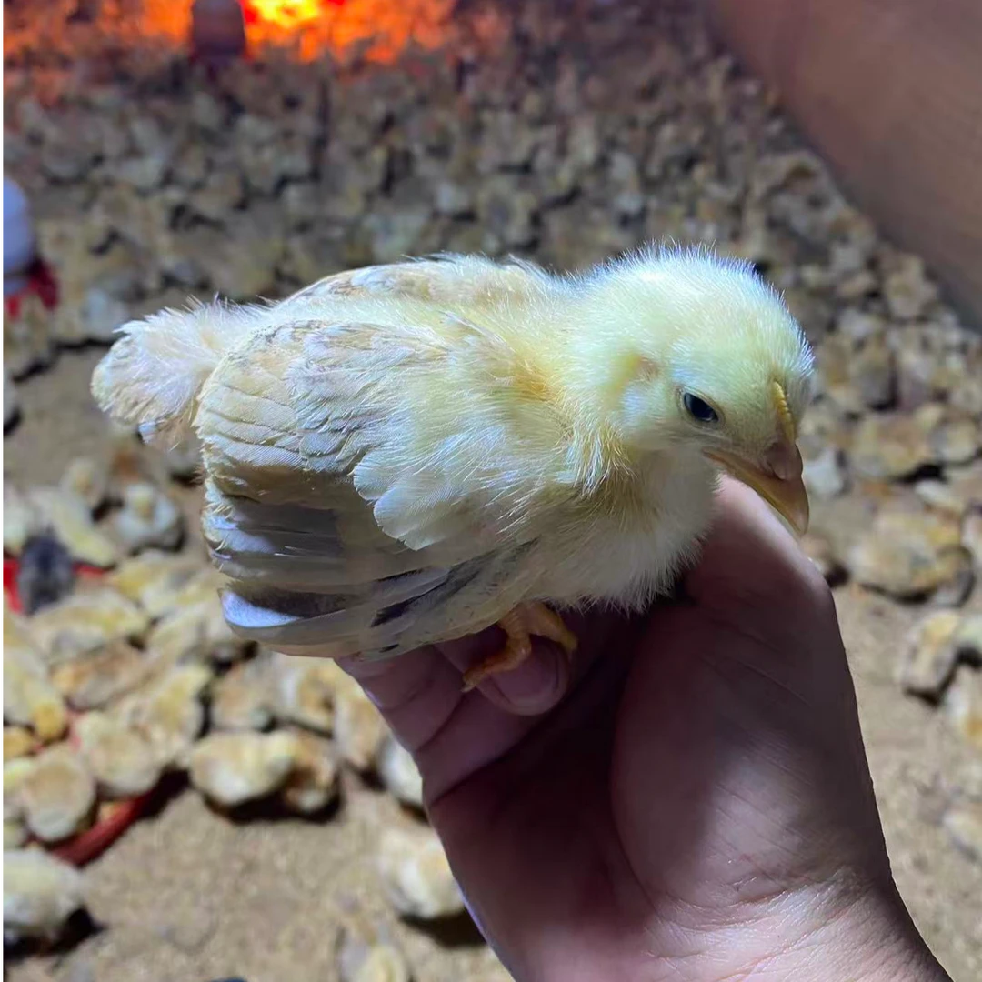 20只（顺丰包邮）苏禽皖南散养小脚绿壳粉壳土鸡宠物鸡3-4两发货