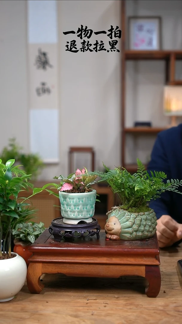 完全开放懿*狼尾蕨+网纹草278