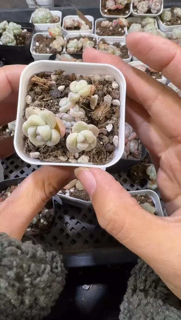 【闪购商品】69号到手一江北多肉