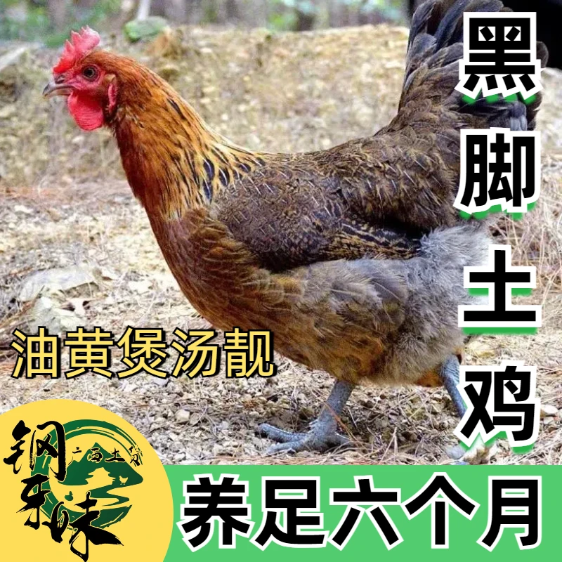 广西黑脚土鸡 走地鸡 散养6个月黄油母鸡 老母鸡 适合煲汤毛重3斤