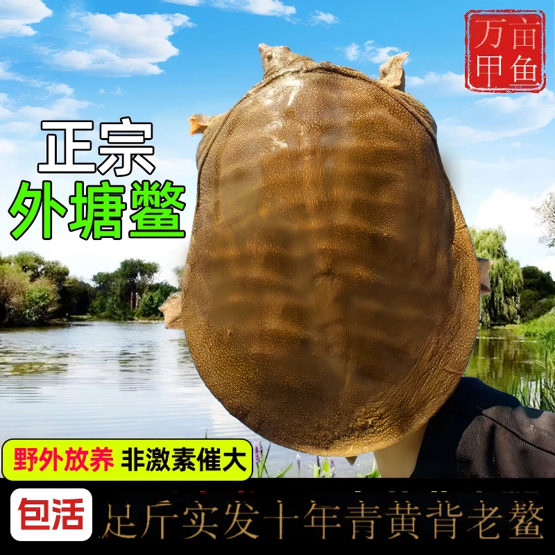 【公甲鱼】2只5斤  外塘青黄背公甲鱼顺丰包邮包活甲鱼