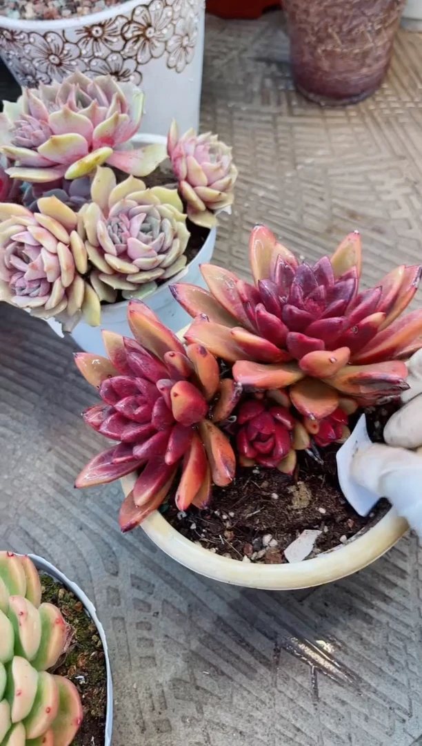 【闪购商品】15100