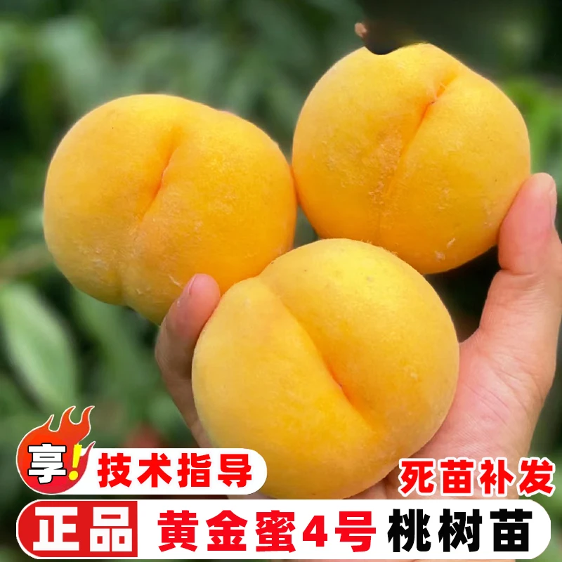 桃树果苗嫁接黄金蜜4号黄桃树苗特大晚熟大花黄四黄桃苗盆栽地栽