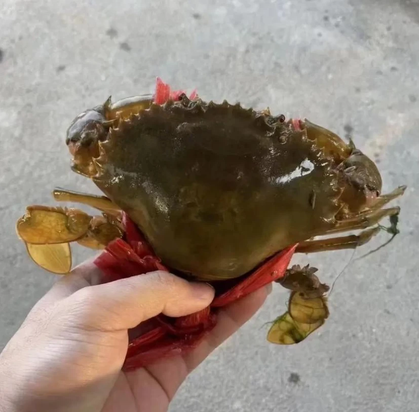 全母野生小红膏蟹黄油蟹（净重100-150g/只）蟹同城配送海鲜
